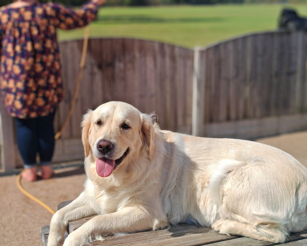 Willow the Retriever